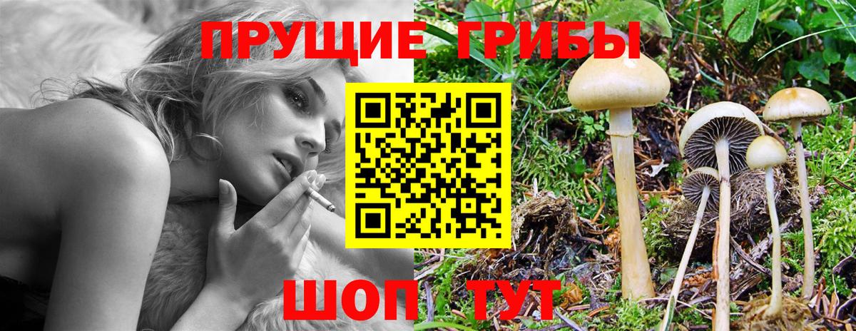 Галлюциногенные грибы Psilocybe  Вход с VPN  Людиново 